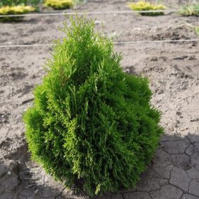   Törpe oszlopos nyugati tuja - Thuja occidentalis ‘Micky’