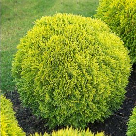 Törpe gömb tuja - Thuja occidentalis ‘Mirjam’ 