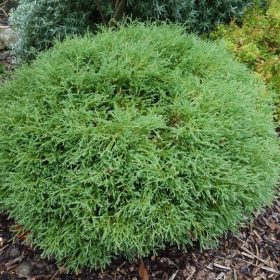   Törpe gömb tuja - Thuja occidentalis 'Mr Bowling Ball'