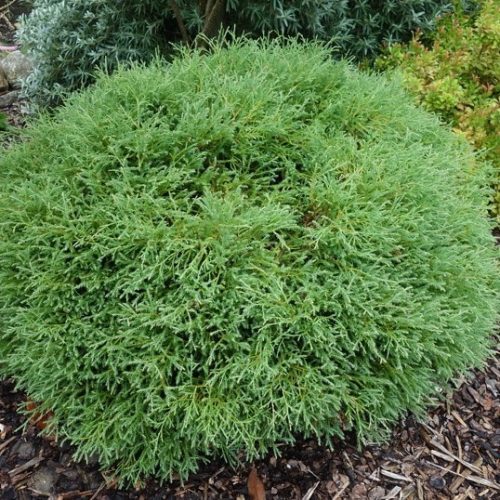 Törpe gömb tuja - Thuja occidentalis 'Mr Bowling Ball'