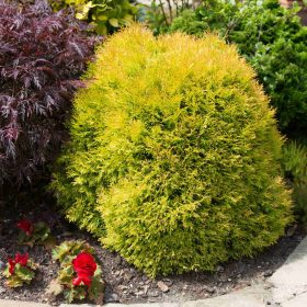 Törpe gömb tuja -Thuja occidentalis 'Rheingold'