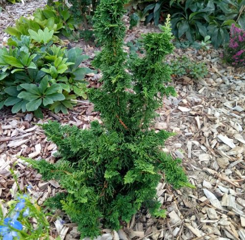 Nyugati tuja -Thuja occidentalis 'Sagrada'
