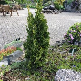   Törpe oszlopos tuja -Thuja occidentalis 'Spiralis Mini'