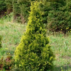 Nyugati tuja - Thuja occidentalis 'Stolwijk'