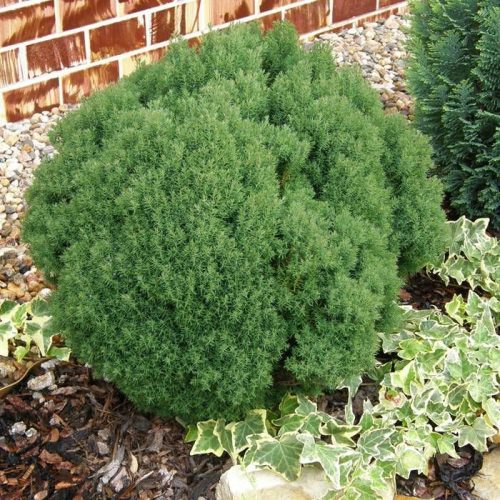 Törpe gömb tuja - Thuja occidentalis 'Teddy'
