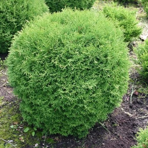 Törpe gömb tuja - Thuja occidentalis ‘Tiny Tim’