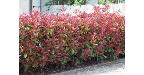 Korallberkenye - Photinia x fraserii 'Red Robin'