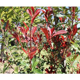   Korallberkenye 'Thin Red’ fajta - Photinia x fraserii 'Thin Red'
