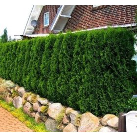   Nyugati tuja - Thuja occidentalis 'Zákány Sövény'