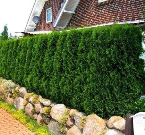 Nyugati tuja - Thuja occidentalis 'Zákány Sövény'