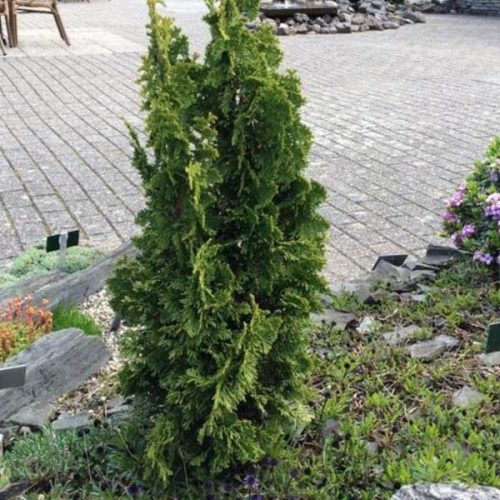 Oszlopos csavart tuja - Thuja occidentalis 'Zmatlik'