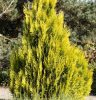 Arany tuja  - Thuja plicata ‘Goldy'
