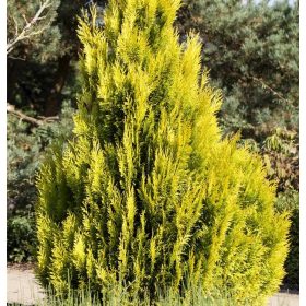 Arany tuja  - Thuja plicata ‘Goldy'