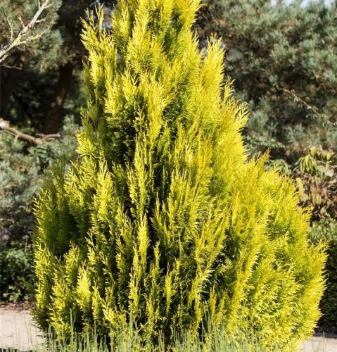 Arany tuja  - Thuja plicata ‘Goldy'
