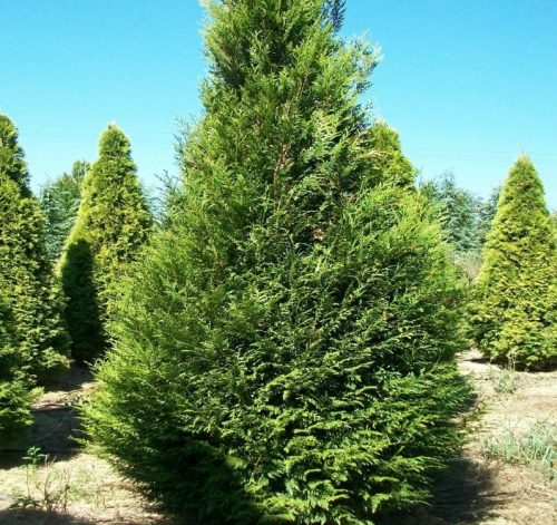 Óriás tuja  - Thuja plicata ‘Atrovirens’ 