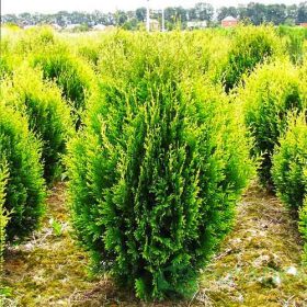 Tuja – Thuja plicata 'Bibi'