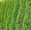 Tuja  - Thuja plicata 'Compacta Elegans'