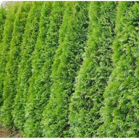 Tuja  - Thuja plicata 'Compacta Elegans'