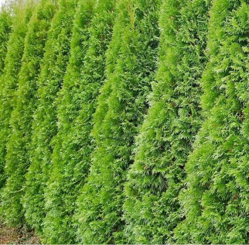 Tuja  - Thuja plicata 'Compacta Elegans'