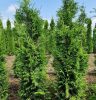 Tuja  - Thuja plicata 'Compacta Elegans'