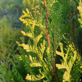 Tuja – Thuja plicata 'Kornik'