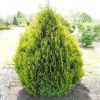Tuja – Thuja plicata 'Kornik'