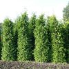 Tuja - Thuja plicata ‘Martin’ 