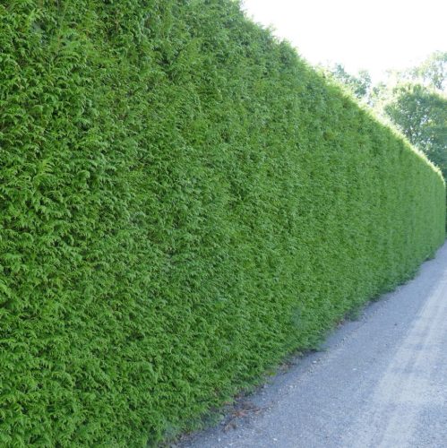 Tuja - Thuja plicata ‘Martin’ 