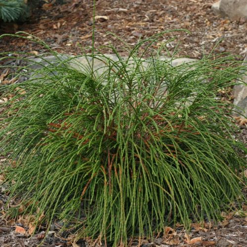 Fonalas tuja - Thuja plicata 'Whipcord'