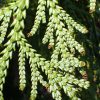 Japán hibatuja - Thujopsis dolabrata