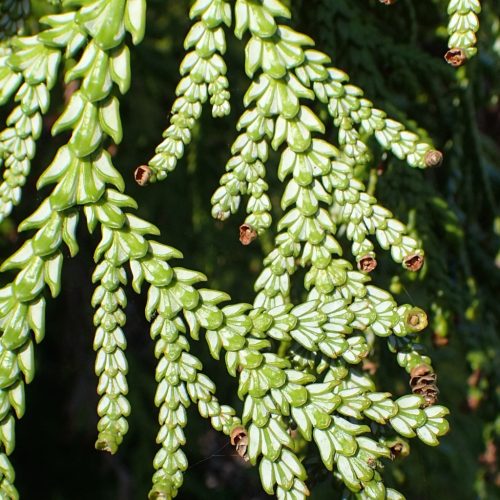 Japán hibatuja - Thujopsis dolabrata