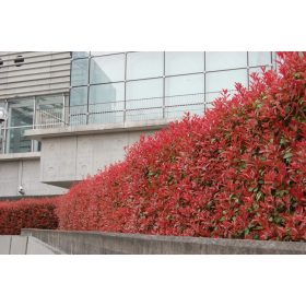   Korallberkenye 'Red Fence’ fajta - Photinia x fraserii 'Red Fence'