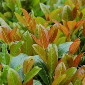 Babérmeggy - Prunus laurocerasus ‘Titan’ 