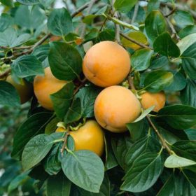 Datolyaszilva - Diospyros kaki 'Ragno'