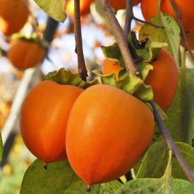 Datolyaszilva - Diospyros kaki 'Mela'