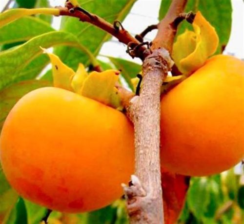 Datolyaszilva - Diospyros kaki 'Tipo'