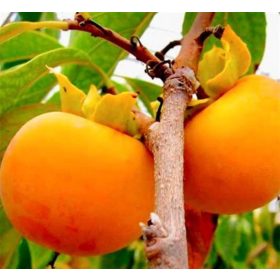 Datolyaszilva - Diospyros kaki 