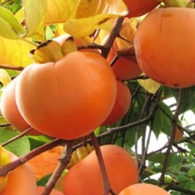 Datolyaszilva - Diospyros kaki 'Vaniglia'