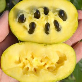 Indián banán – Asimina triloba