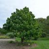 Indián banán – Asimina triloba