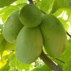 Indián banán – Asimina triloba