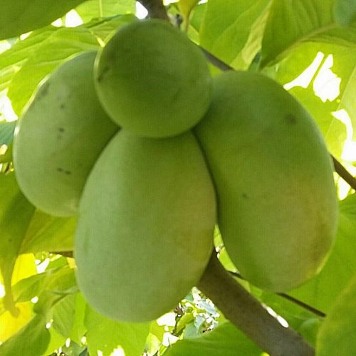 Indián banán – Asimina triloba