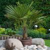 Kínai kenderpálma – Trachycarpus fortunei