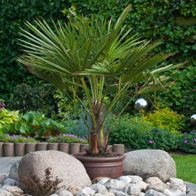 Kínai kenderpálma – Trachycarpus fortunei