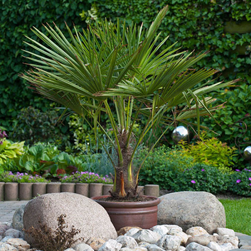 Kínai kenderpálma – Trachycarpus fortunei
