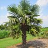 Kínai kenderpálma – Trachycarpus fortunei