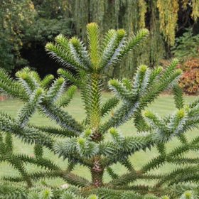 Chilei fenyő – Araucaria araucana