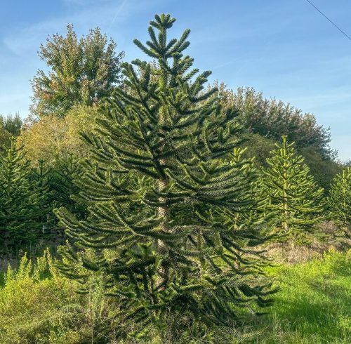 Chilei fenyő – Araucaria araucana
