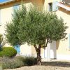 Olajfa - Olea europea 