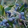 Olajfa - Olea europea 